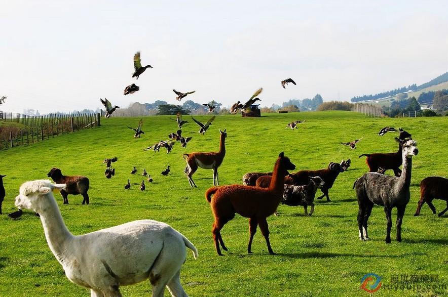 国泰航空新西兰特价机票来了,香港-奥克兰商务