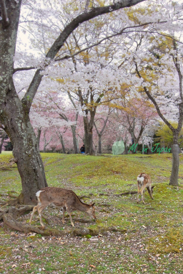 日本大阪游:在樱花与美食中徜徉